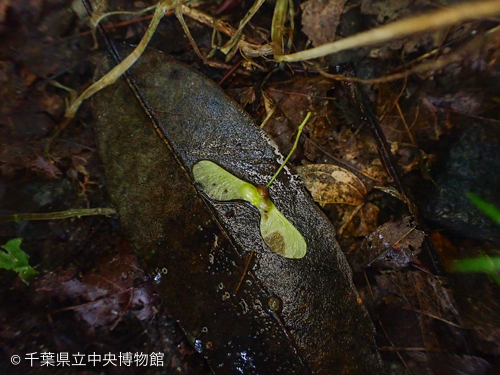 落ちたイロハモミジの若い果実