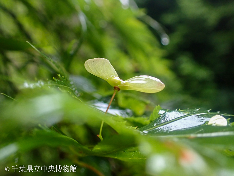 葉の上に出ているイロハモミジの若い果実