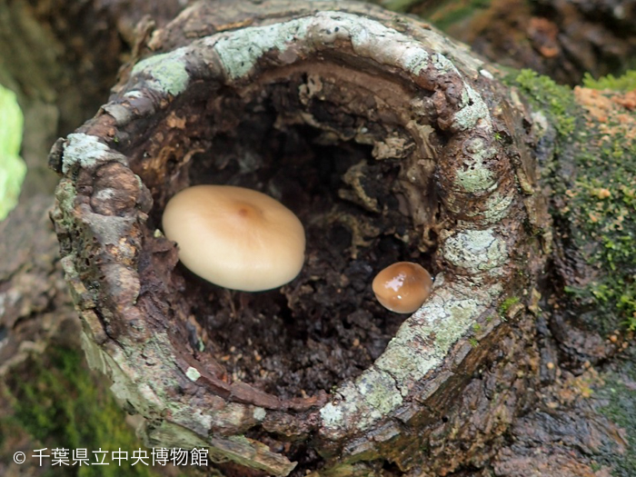 カエデの枯死部から生えたヤナギマツタケ