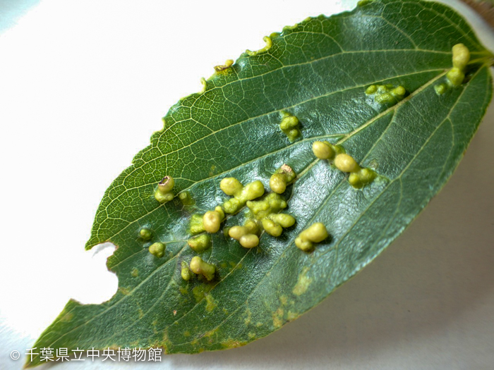 エノキの虫こぶ