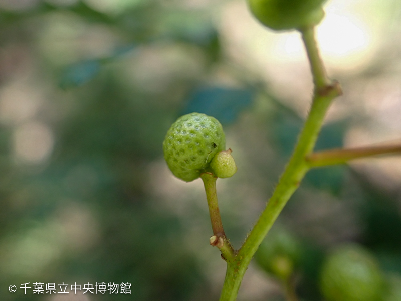 成長が悪いサンショウの実