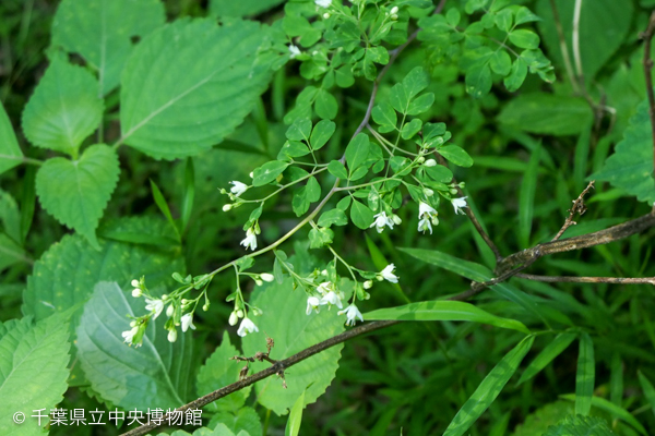 マツカゼソウの花