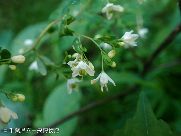 マツカゼソウの花