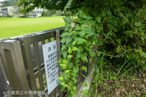 門に絡んだつる植物