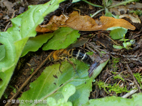 地面に降りたハラナガツチバチの一種