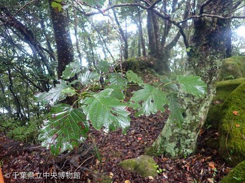 歯に重鋸歯のあるヤマハンノキ