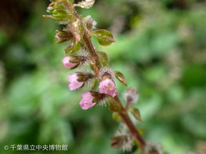 レモンエゴマの花