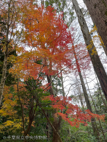 美しい紅葉