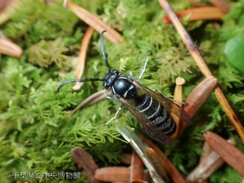 岩の上のクロスズメバチ