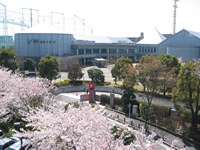 現代産業科学館　桜の時期