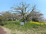 こぶし開花情報2016年