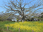 こぶし開花情報2016年