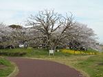 こぶし開花情報2016年