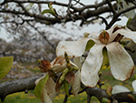 こぶし開花情報2016年