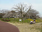 こぶし開花情報2016年