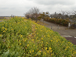 こぶし開花情報2016年