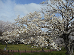 こぶし開花情報2015年