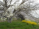 こぶし開花情報2015年