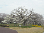 こぶし開花情報2015年