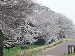 こぶし開花情報2015年