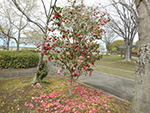 こぶし開花情報2015年