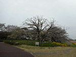 こぶし開花情報2015年