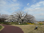 こぶし開花情報2015年