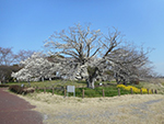 こぶし開花情報2015年