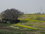 こぶし開花情報2015年