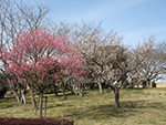 こぶし開花情報2015年