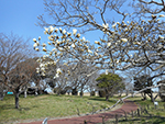 こぶし開花情報2015年