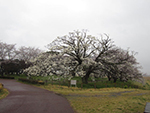 こぶし開花情報2014年