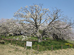 こぶし開花情報2014年