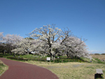 こぶし開花情報2014年