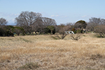 こぶし開花情報2014年