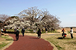 こぶし開花情報2013年