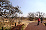 こぶし開花情報2013年