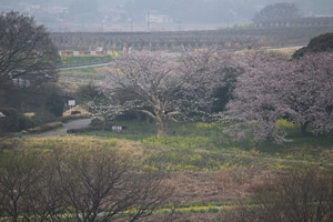 天守閣からの風景（こぶし）