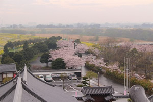 天守閣からの風景（さくら）