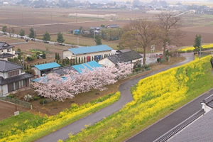 天守閣からの風景（菜の花_桜）