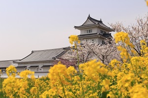 関宿城と菜の花