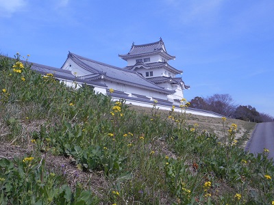 菜の花