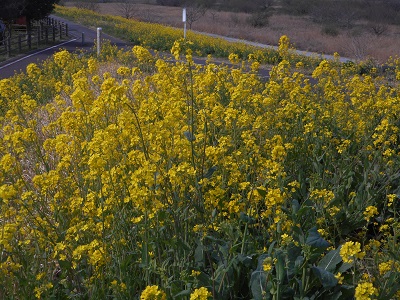 菜の花