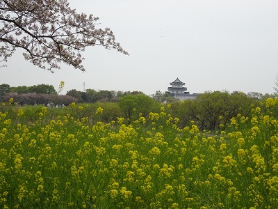城　桜　菜の花