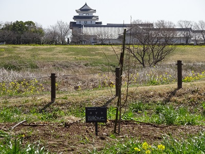 こぶしの木（中之島公園内）