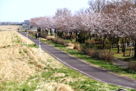 桜の開花状況