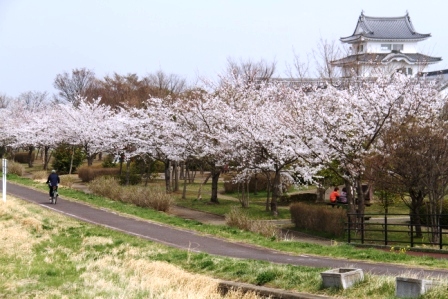 桜の開花状況