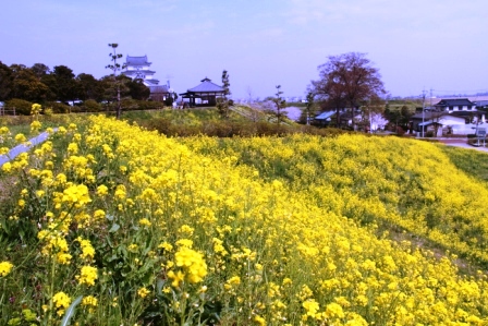 菜の花