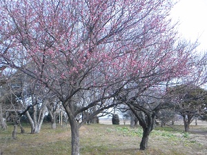 2月15日こぶし開花4