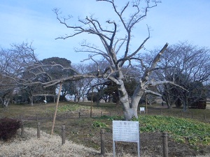 2月15日こぶし開花3